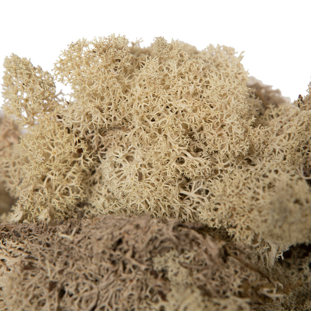 Vickerman Box Natural Moss Reindeer- 9 lb bulk Preserved