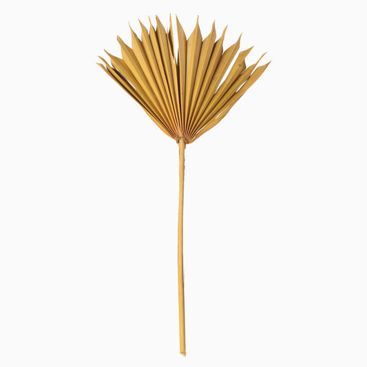 Vickerman Natural Botanicals 13.75 - 19.5" Aspen Gold Dried Palm Sun Spear 12 per bag.
