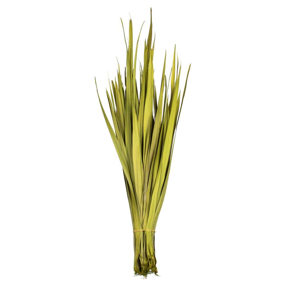 Vickerman 18-23" Basil Coco Palm Leaf Bundle.  Includes 8oz (2 -4oz Bundles) Dried