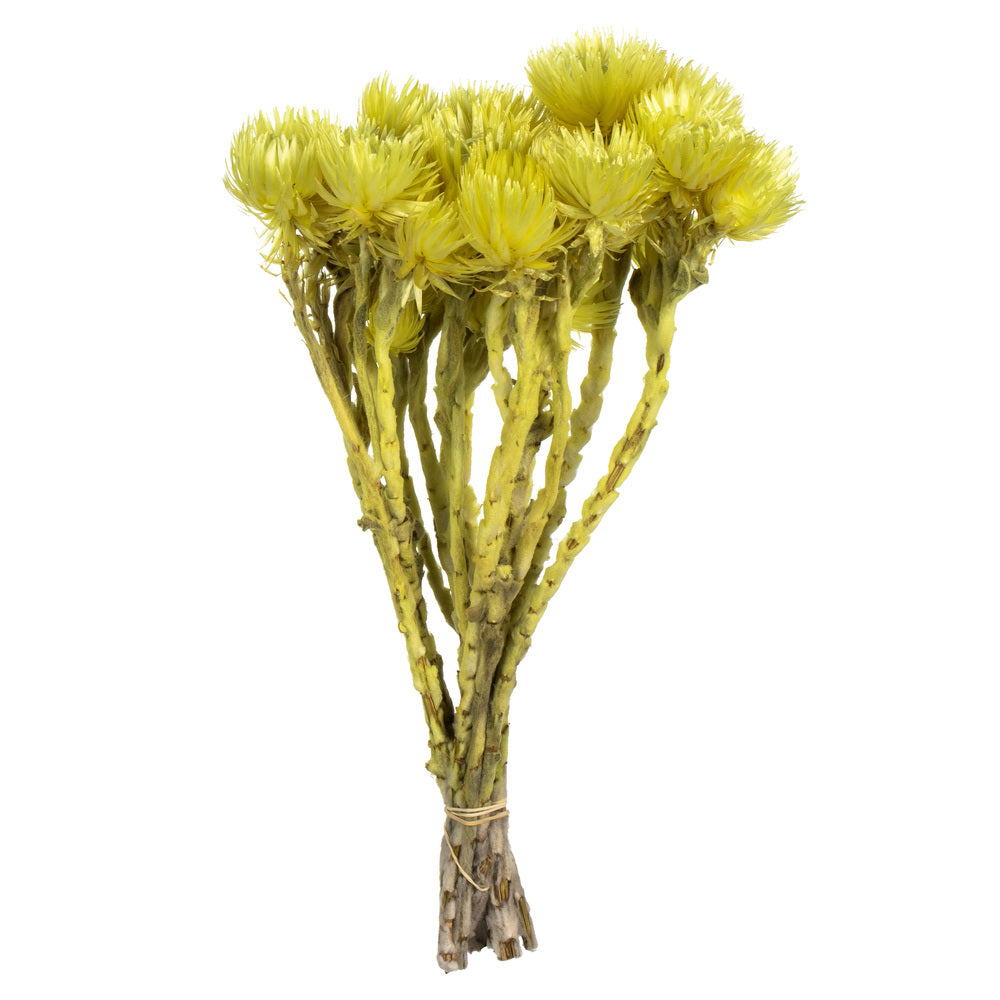 Vickerman 13-14" Yellow Everlasting Flowers approximately 23 blooms Dried