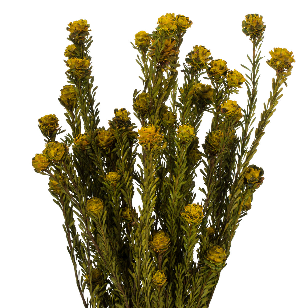 Vickerman 12" Yellow Tortum Bundle Female Preserved