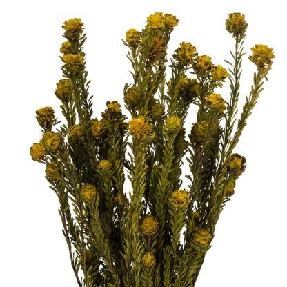 Vickerman 12" Yellow Tortum Bundle Female Preserved