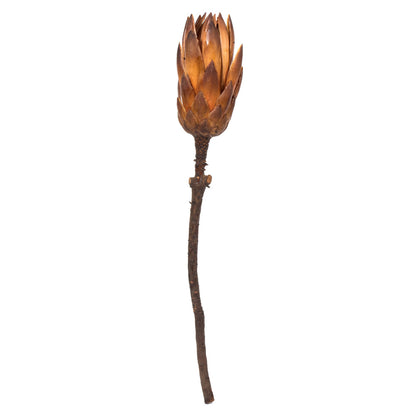Vickerman 8-12" Mocha Latte Repens - Natural Stem -Bulk case 180 pieces Dried