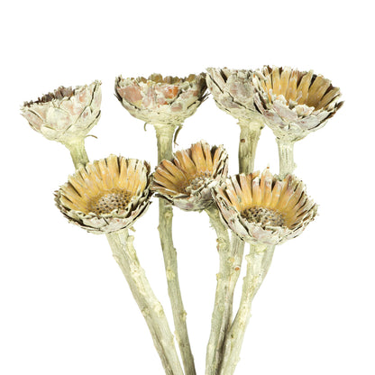Vickerman 8-12" Frosted Basil Rosette Compacta - Sleeved 7 stems Dried