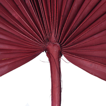 Vickerman Natural Botanicals 13.75 - 19.5" Deep Red Dried Palm Sun Spear 12 per bag.