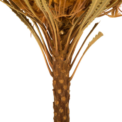 Vickerman 12" Jumbo Aspen Gold Banksia Flower with Dyed Foliage. Includes 3 Stems per Pack. Dried