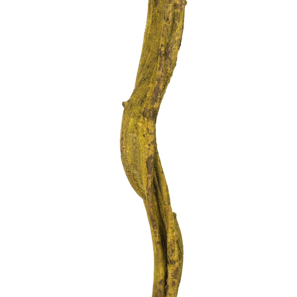 Vickerman 72-84" Basil Cipo XL (must ship on pallet) 1 piece Dried