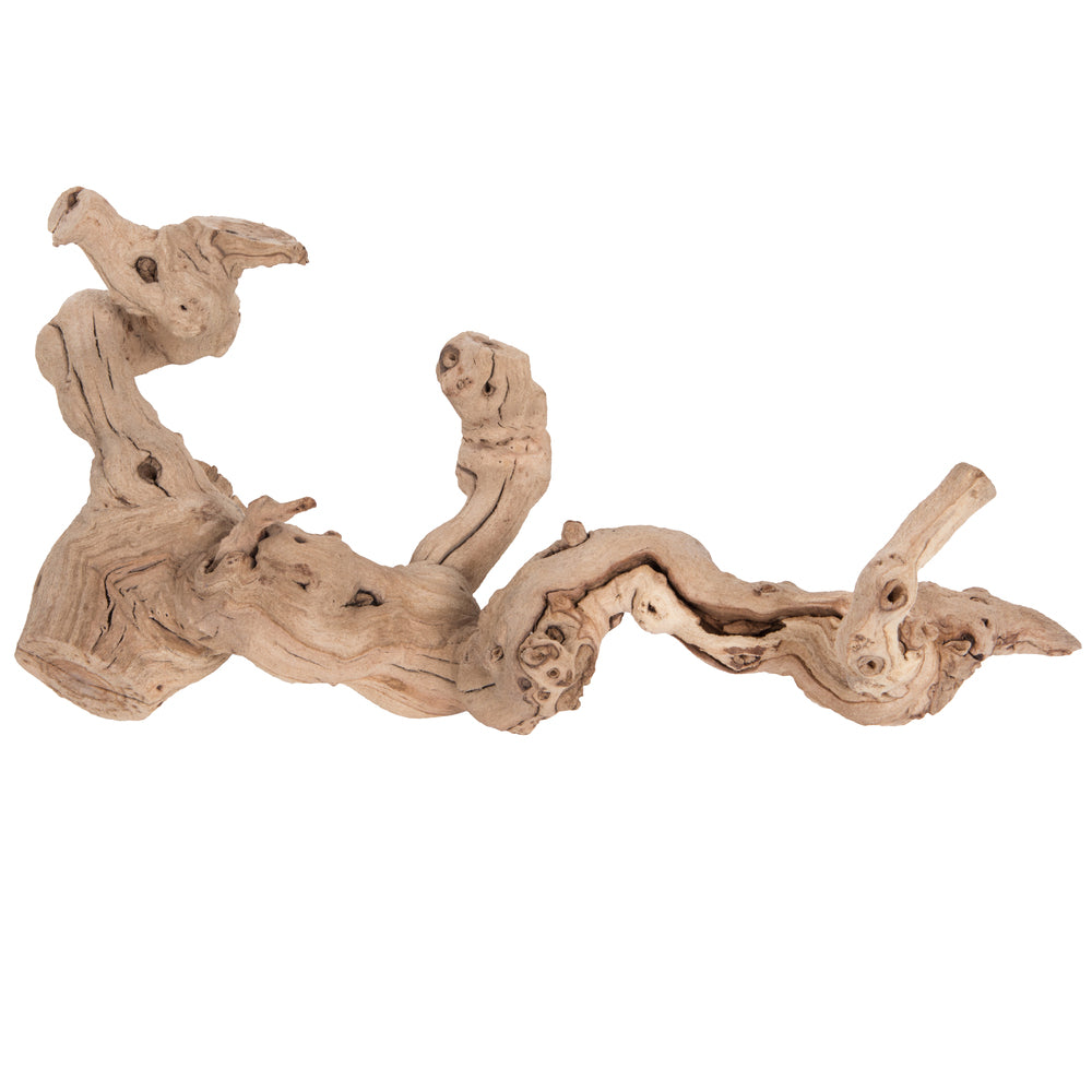 Vickerman Grapewood Sand Blasted trunk branchy Dried