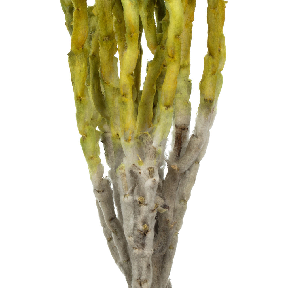 Vickerman 13-14" Basil Everlasting Flowers approximately 23 blooms Dried