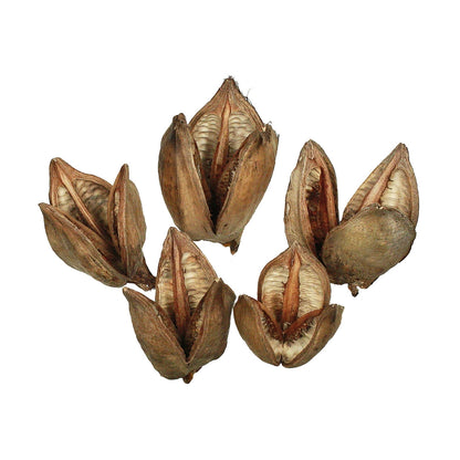 Vickerman 3-4" Natural Sora Pod 25 pieces per bulk case Dried