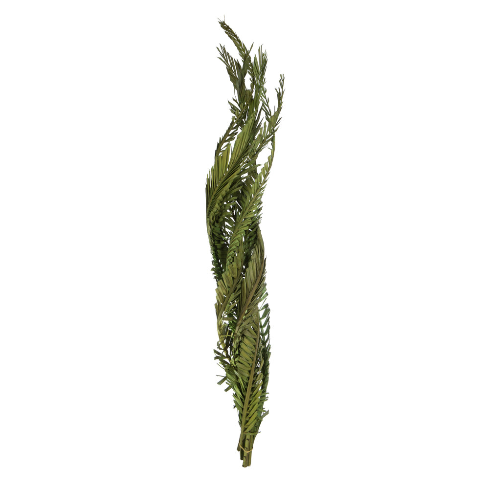Vickerman 40-48" Foliage Green Coco Palms - Twisted 6 stems Dried