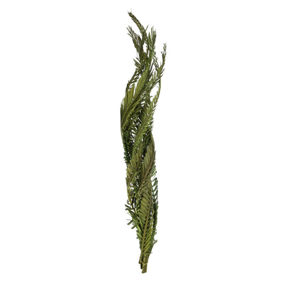 Vickerman 40-48" Foliage Green Coco Palms - Twisted 6 stems Dried