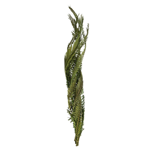Vickerman 40-48" Foliage Green Coco Palms - Twisted 6 stems Dried