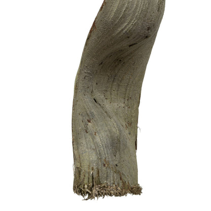 Vickerman 36-40" Frosted Green Monkeys Ladder Vine Pack of 2 Dried