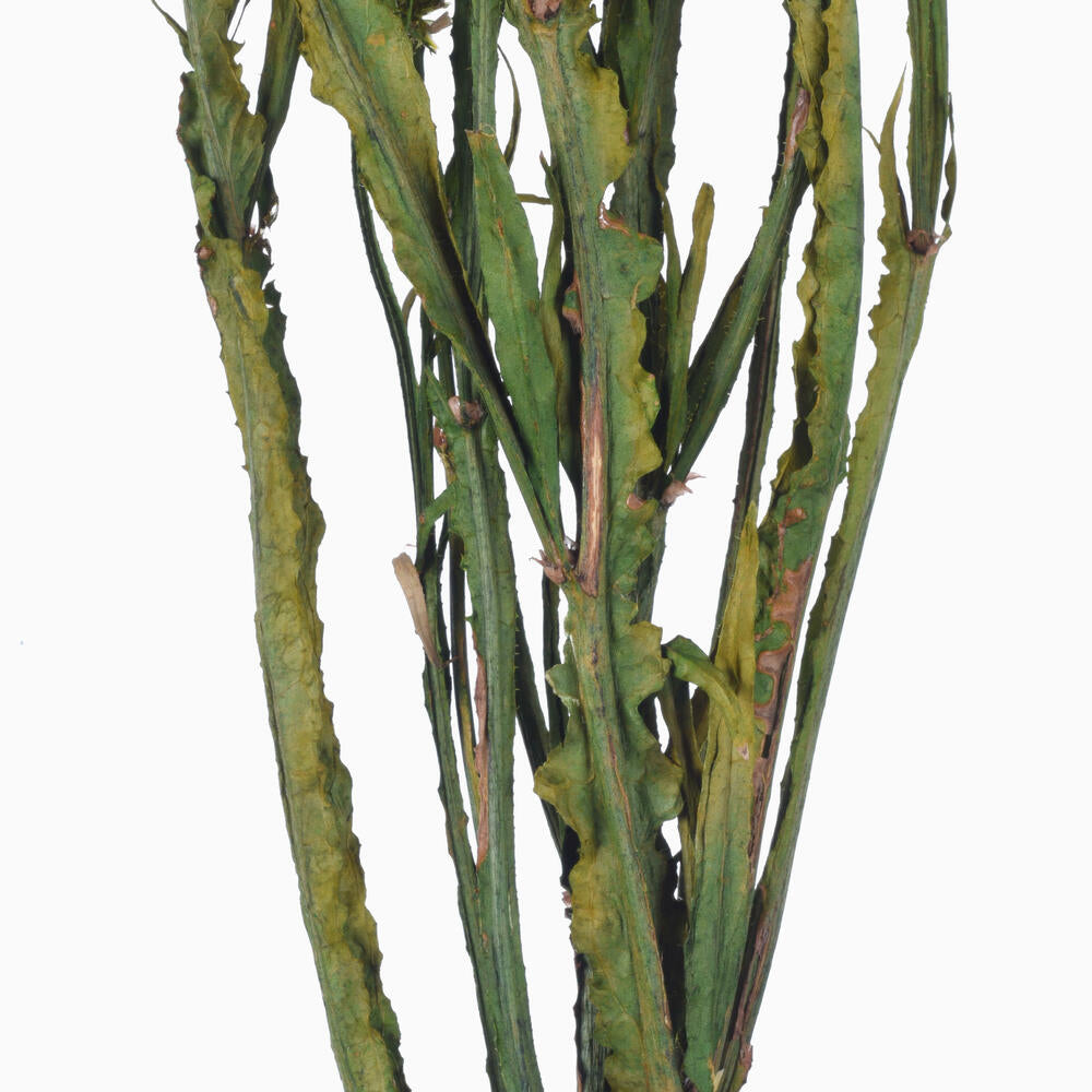 Vickerman Natural Botanicals 19.5" White Statice Flower 1.25 oz per unit