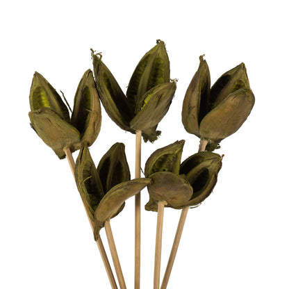 Vickerman 16" Light Basil Sora Pod attached to a Wood Stem.  Includes 5 Stems per Pack Dried