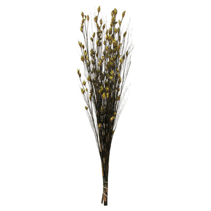 Vickerman 36-40" Basil Bell Grass with Seed Pods 8-9 oz Bundle Preserved