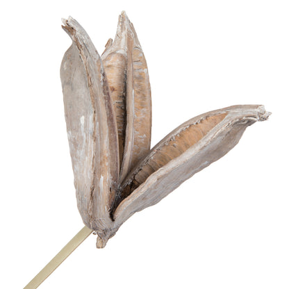 Vickerman 16" White Wash Sora Pod attached to a Wood Stem.  Includes 5 Stems per Pack Dried