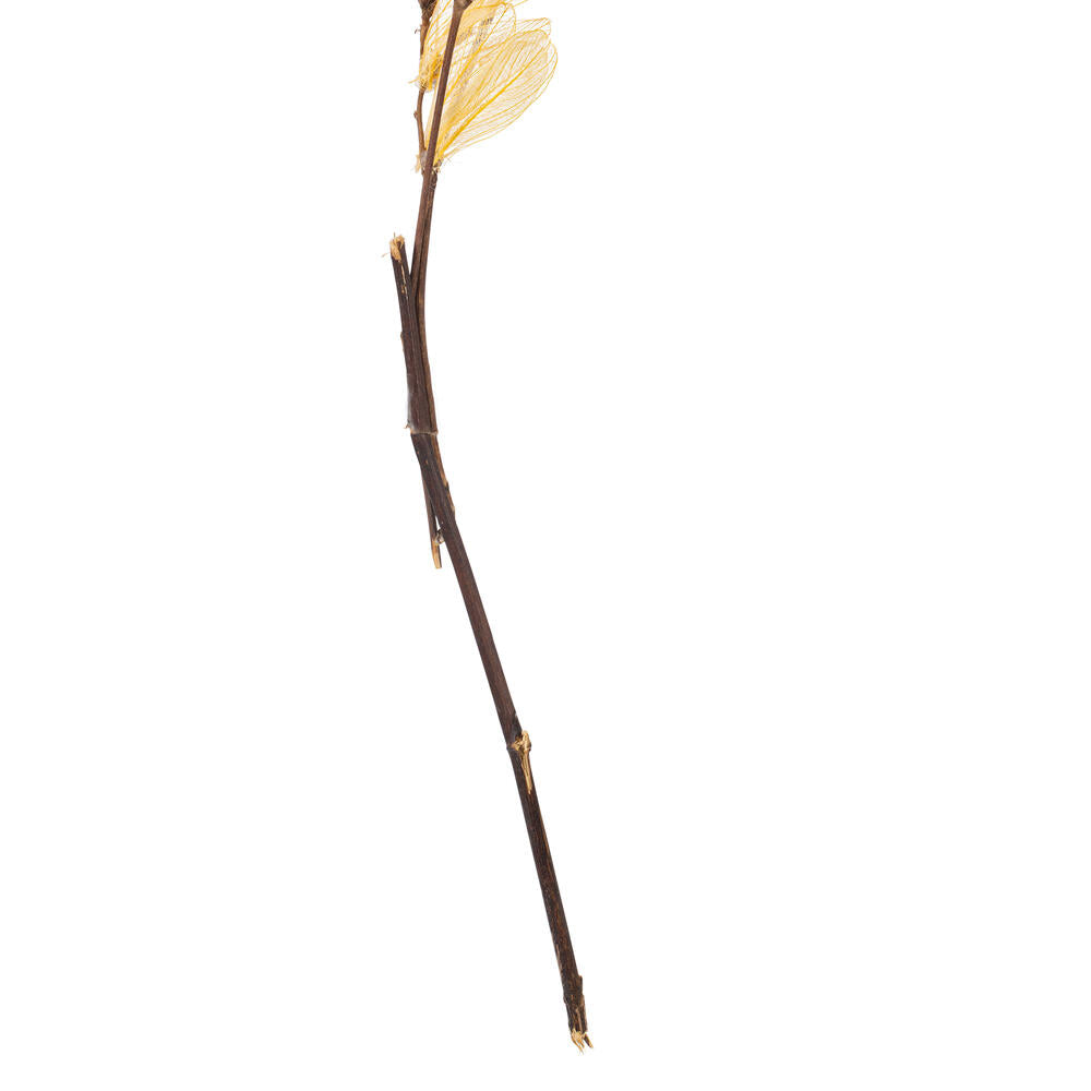 Vickerman 13.5-17" Bleached Dried Cabo Verde Skeleton on Twig Bundle Preserved.