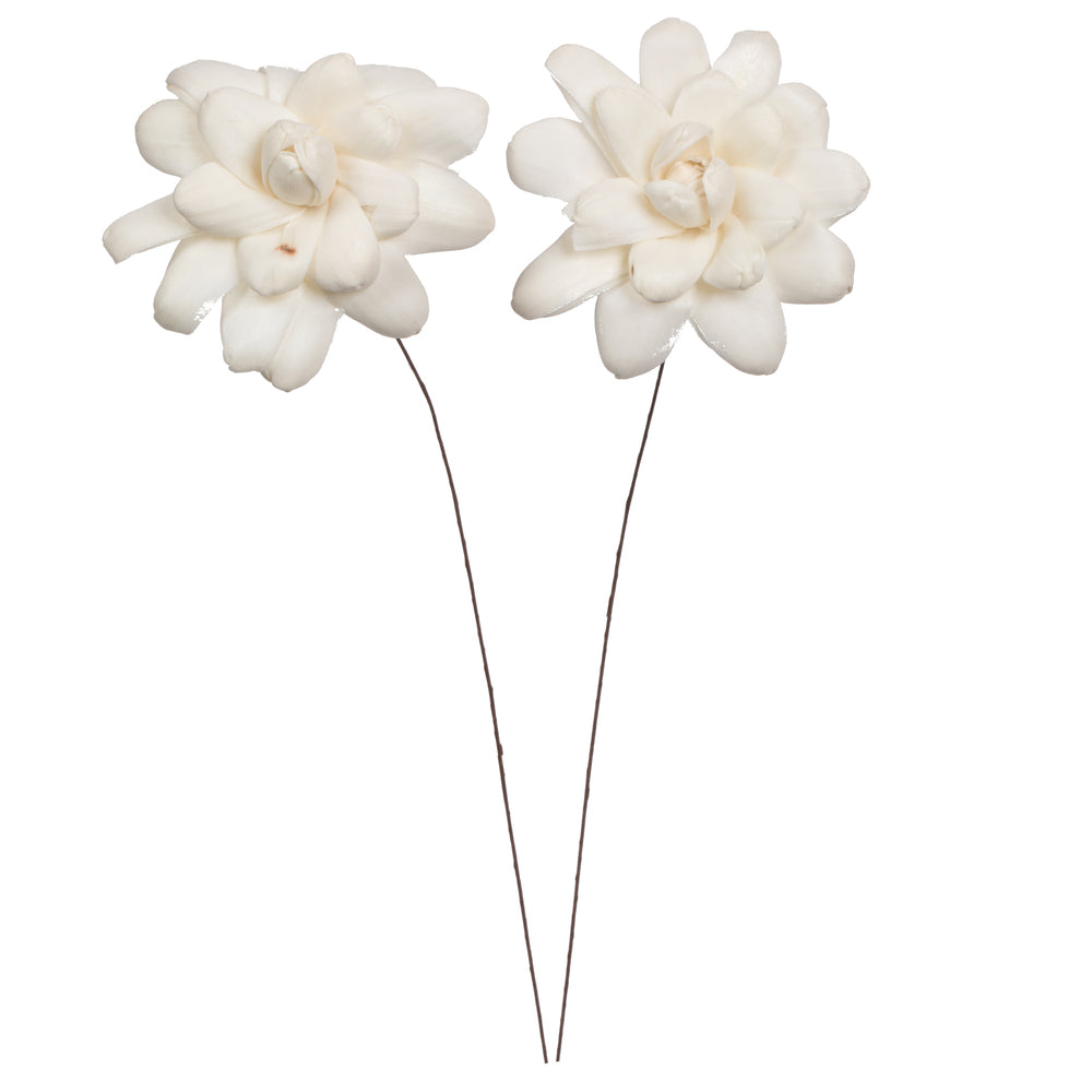 Vickerman Natural Botanicals 4" Eleanor Sola Flower on 12" Stem - 12 stems/bag. Dried and preserved.
