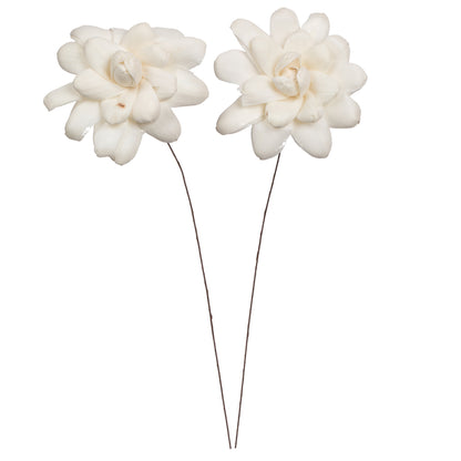 Vickerman Natural Botanicals 4" Eleanor Sola Flower on 12" Stem - 12 stems/bag. Dried and preserved.