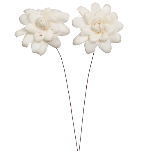 Vickerman Natural Botanicals 4" Eleanor Sola Flower on 12" Stem - 12 stems/bag. Dried and preserved.