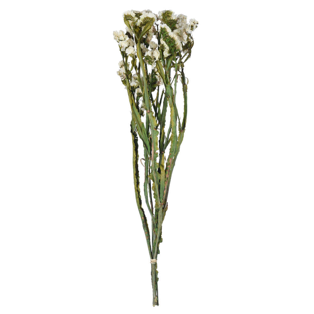 Vickerman Natural Botanicals 19.5" White Statice Flower 1.25 oz per unit