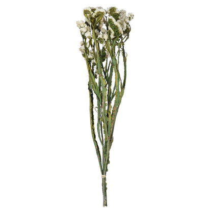 Vickerman Natural Botanicals 19.5" White Statice Flower 1.25 oz per unit