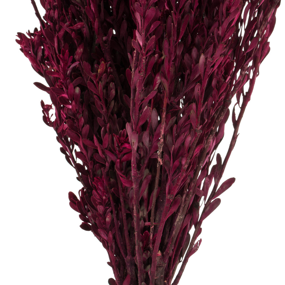 Vickerman 18-20" Merlot Pubescens 5 oz Bundle Preserved