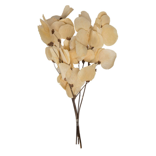 Vickerman 13.5-17" Bleached Dried Moneta Leaf on Twig Bundle Preserved.