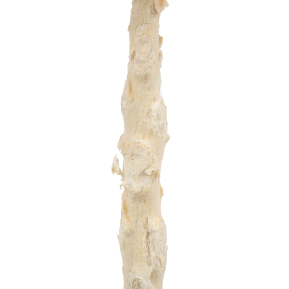 Vickerman 8" flower Bleached Queen Flower 1 stem Dried