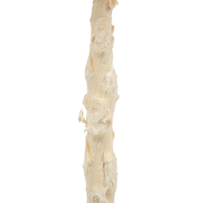 Vickerman 8" flower Bleached Queen Flower 1 stem Dried