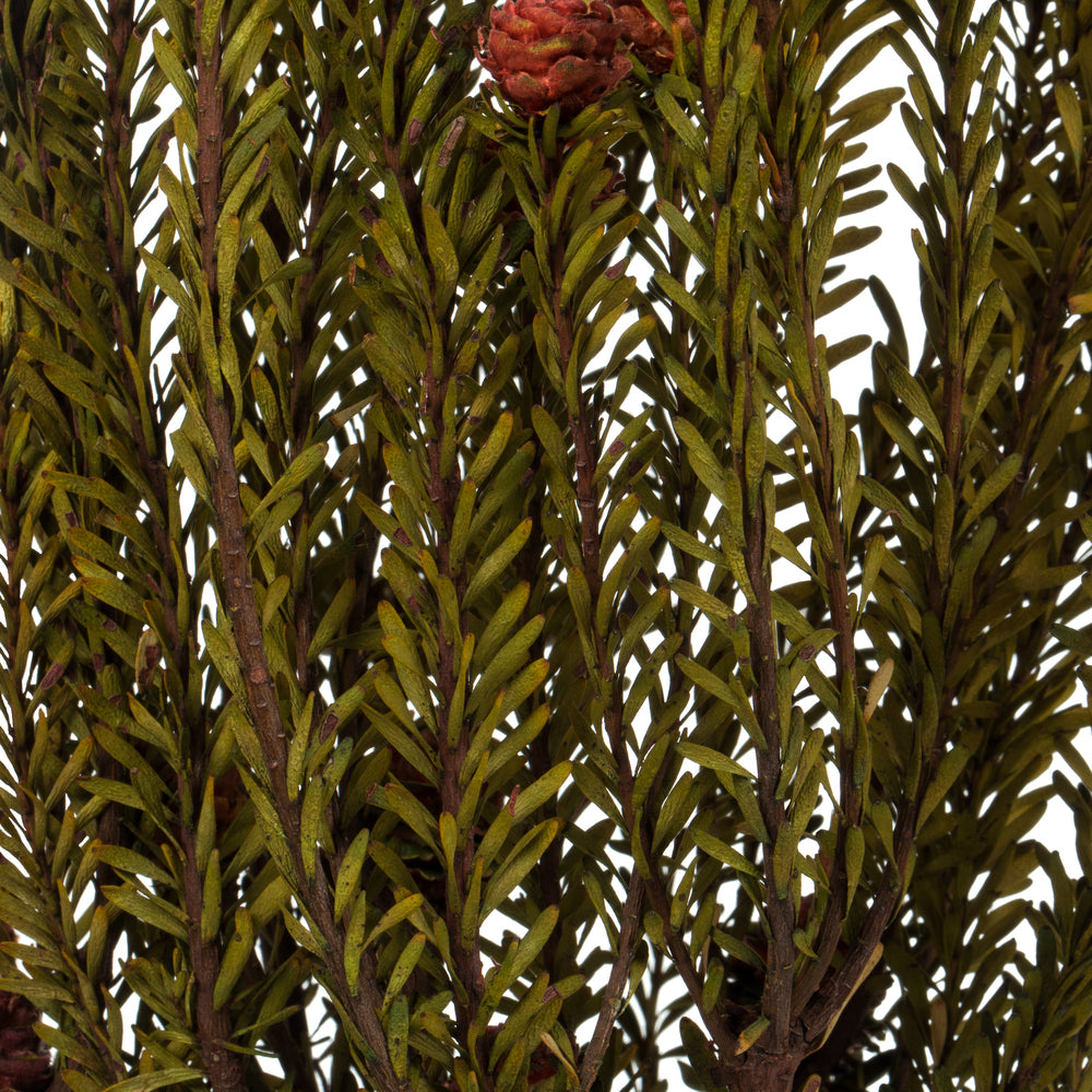 Vickerman 12" Red Tortum Bundle Female Preserved