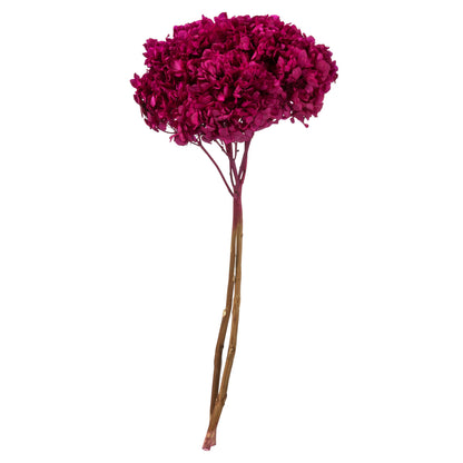 Vickerman 15" Merlot Hydrangea with Multiple Branch Segments. Preserved