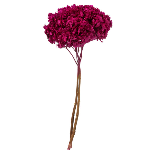Vickerman 15" Merlot Hydrangea with Multiple Branch Segments. Preserved