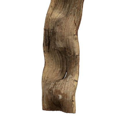 Vickerman 36-40" Natural Monkeys Ladder Vine. Includes 2 Pieces Dried