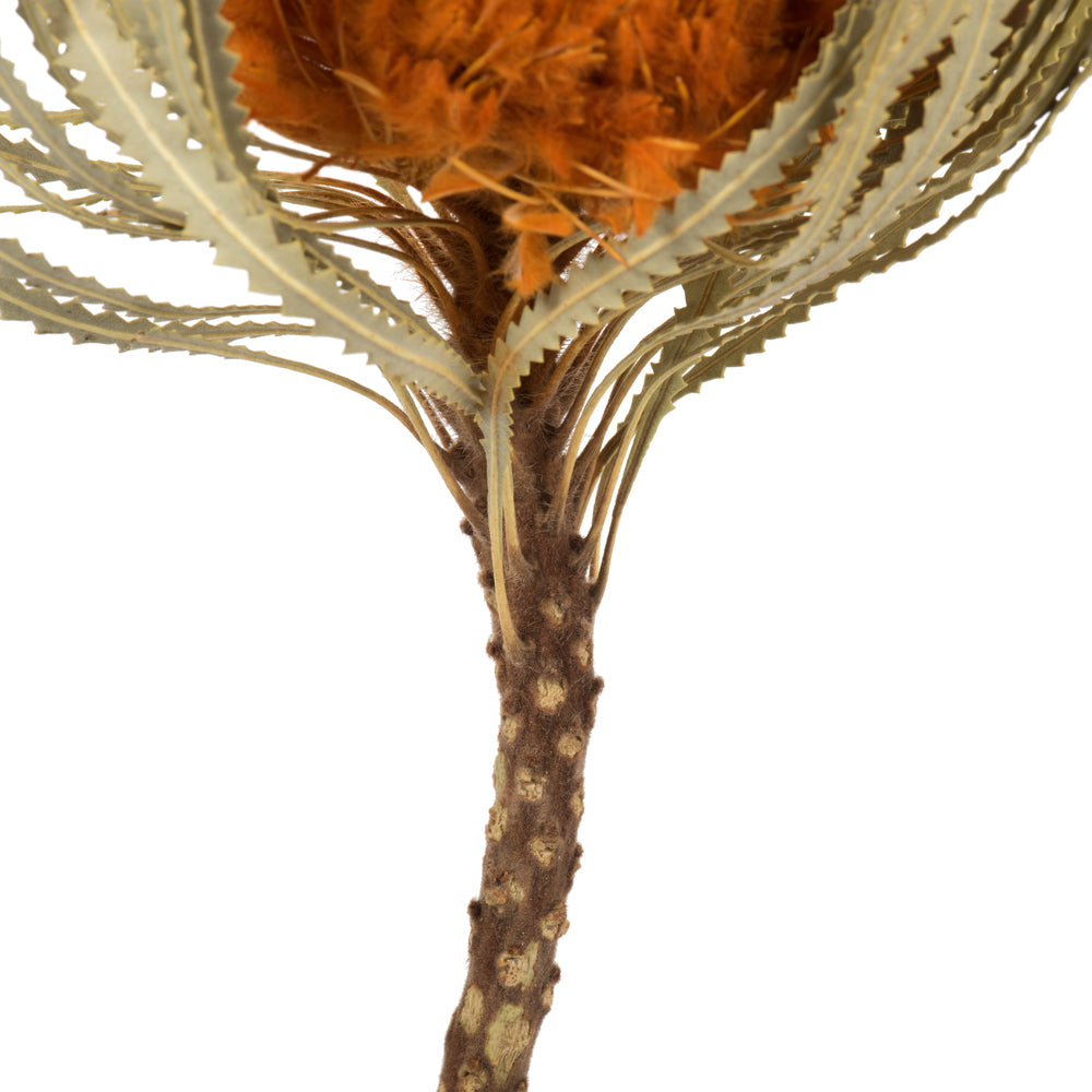 Vickerman 12" Autumn Banksia Flower Stem. Includes 25 Stems per Pack. Dried