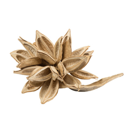 Vickerman 12-16" Bleached Star Pod Extra Large