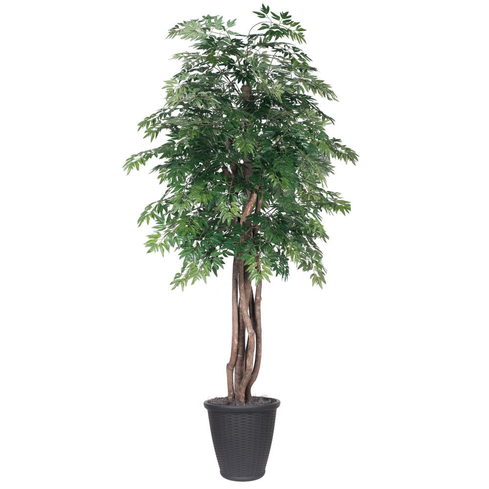 Vickerman 6' Artificial Ming Aralia Executive Tree Gray Round Plastic Container.