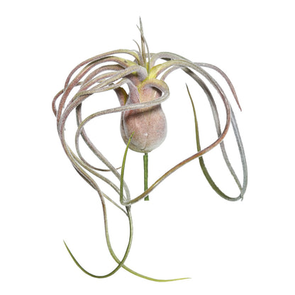 Vickerman 6" Artificial Green and Red Flocked Tillandsia Pick.