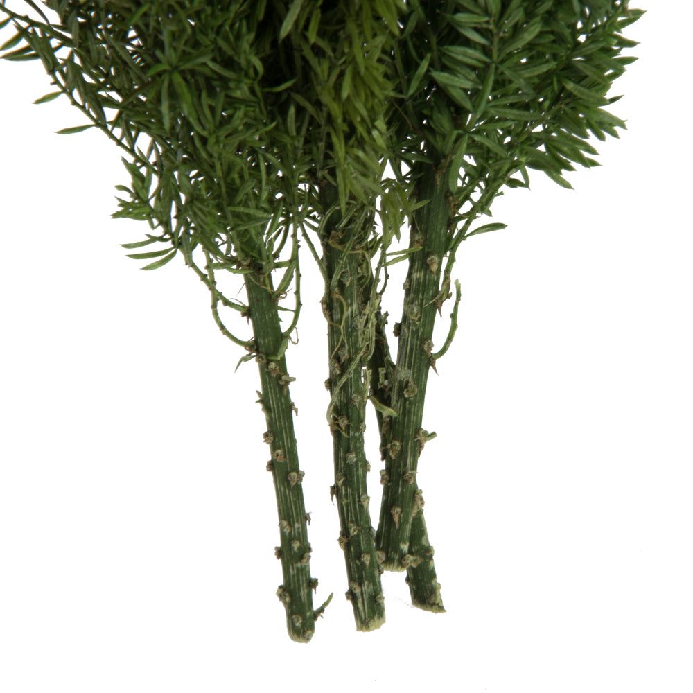 Vickerman 8-10" Green Foxtail Fern 16 Stem Bunch Preserved