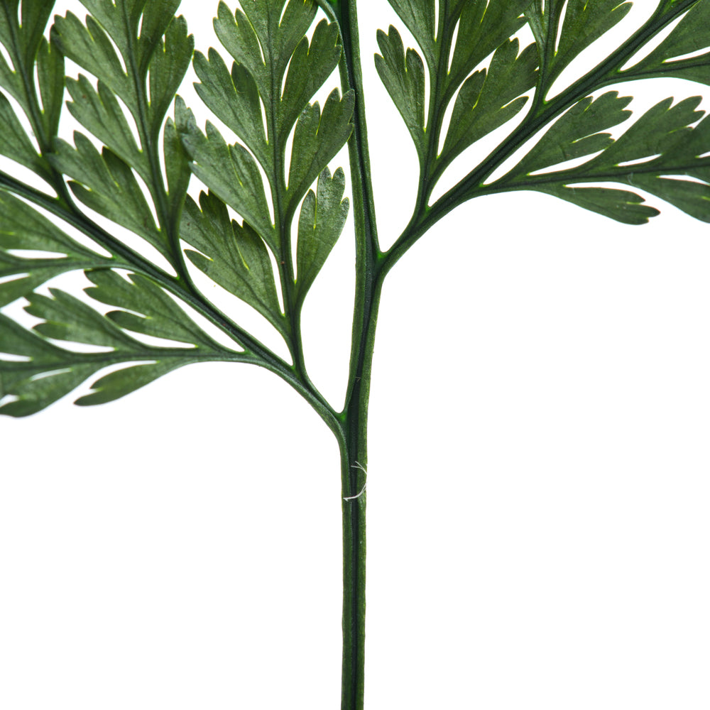Vickerman 6-10" Fern Green Fern - Davalia 6 stems Preserved