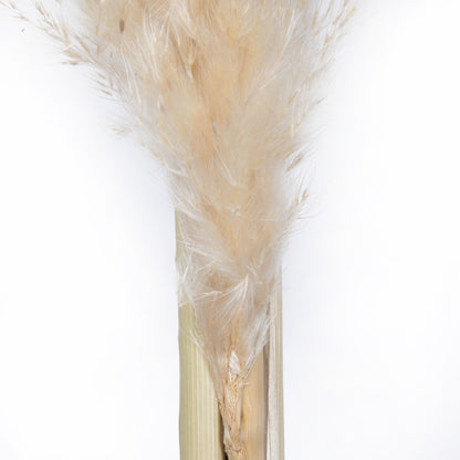 Vickerman 46" Dried Natural Pampas Grass 6 pieces per Pack