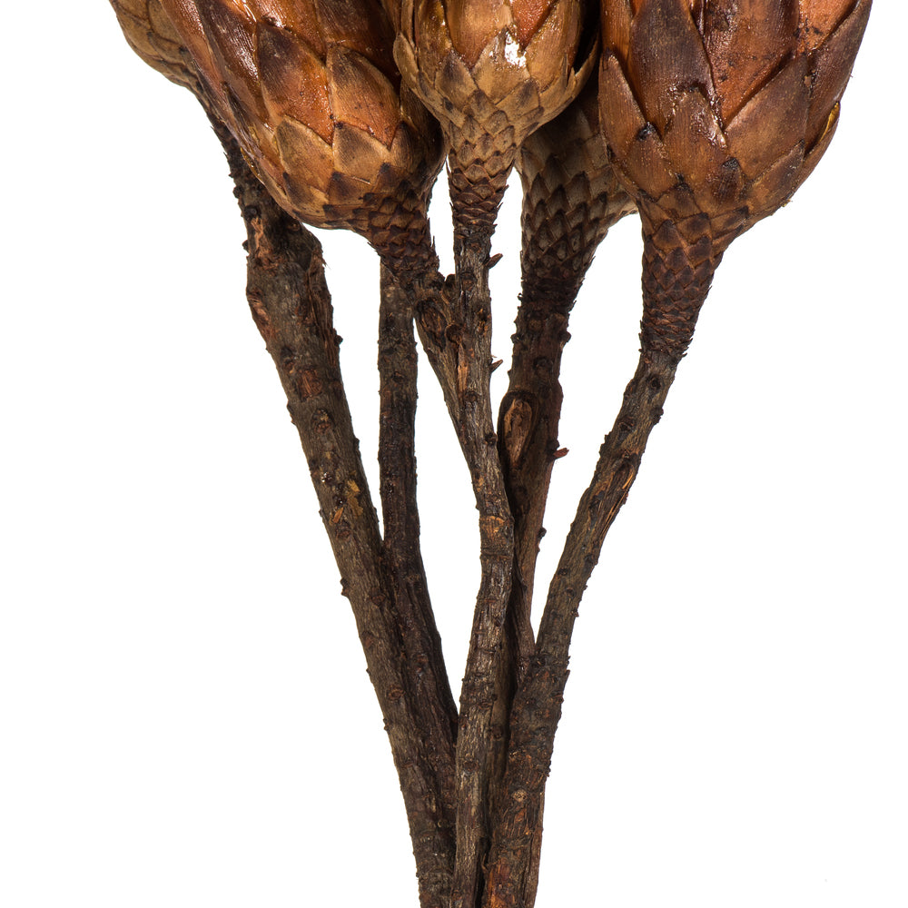 Vickerman 14" Mocha Latte Repens on a Natural Stem. Includes 6 Stems per Bundle Dried