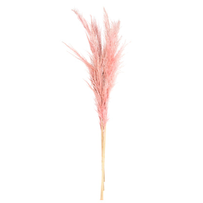 Vickerman 46" Preserved Salmon Pampas Grass 6 pack. It includes two stems. Recommended for Indoor.