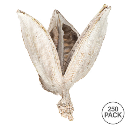 Vickerman 3-4" Bleached Sora Pod 250 pieces per bulk case Dried