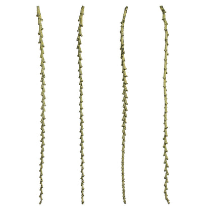 Vickerman 40-48" Spring Green Ladder Branches - XL straight 7 stems Dried