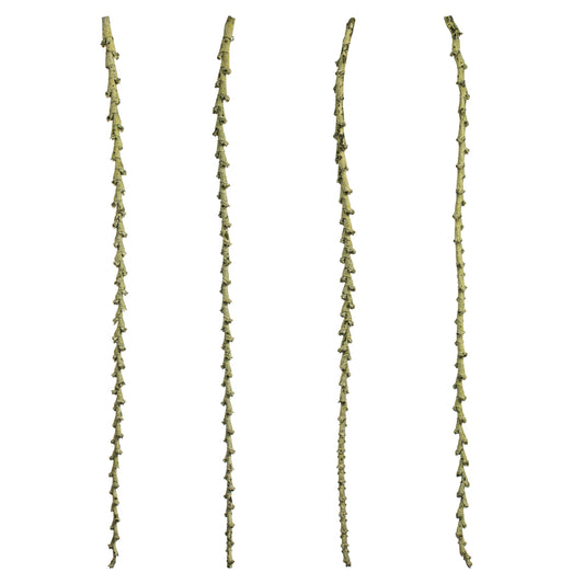 Vickerman 40-48" Spring Green Ladder Branches - XL straight 7 stems Dried