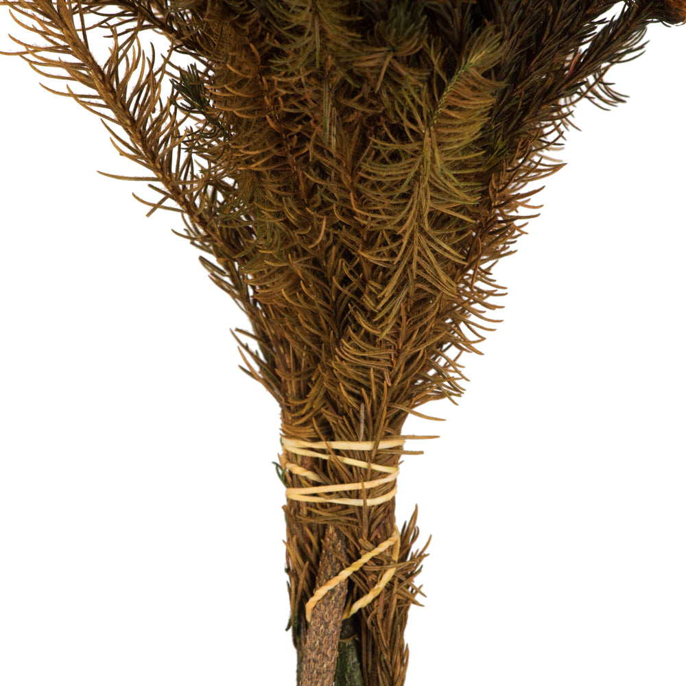 Vickerman 12-16" Autumn Brunia 4 oz Preserved