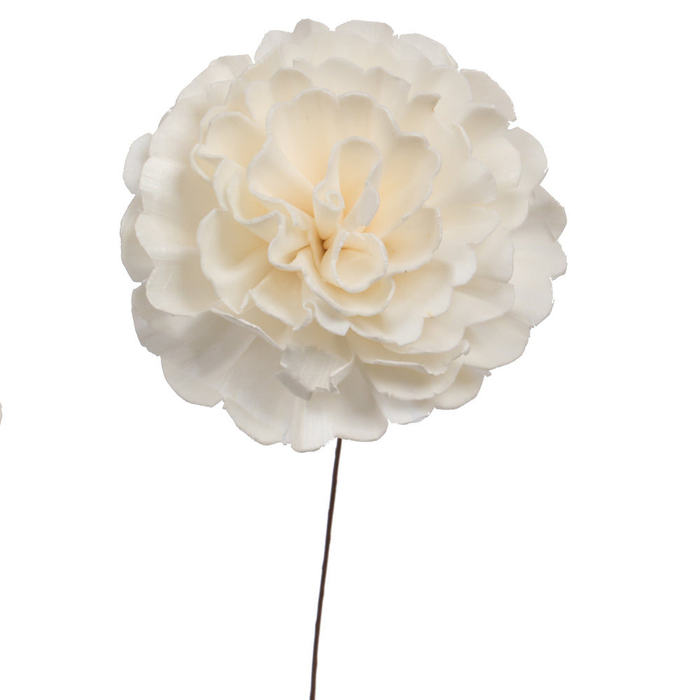 Vickerman Natural Botanicals 4" Natural Dried Camellia Sola Flower on 12" wire stem- 12 stem/polybag.